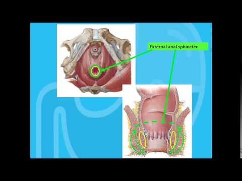 Fecal Incontinence - therapy