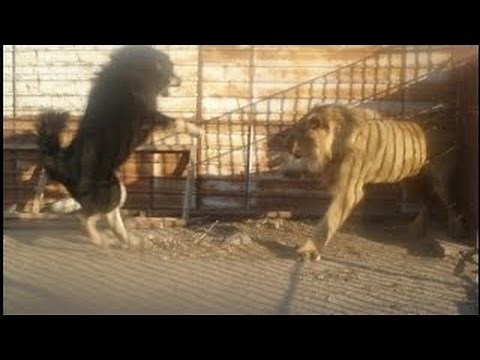 Dog vs Lion,Dog vs Lion Real Fight