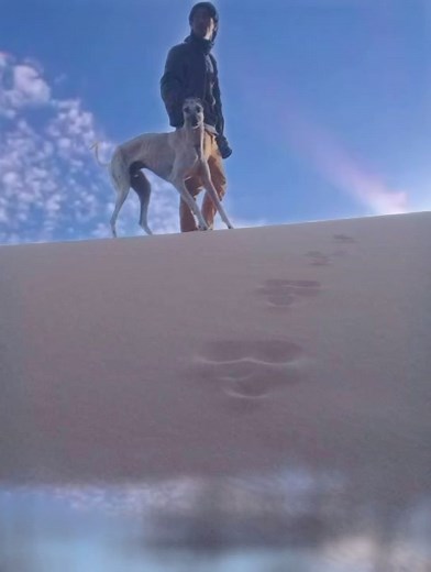 ALGeriaN Saluki on Reels