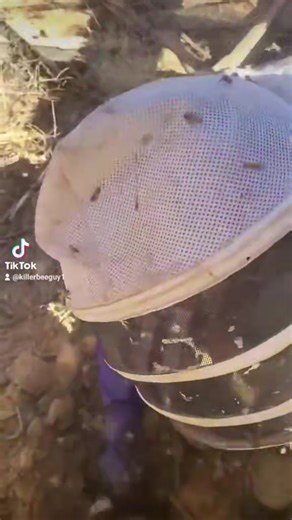 18K views · 565 reactions | Buffalo Soldier Bees 4 #killerbeeguy #killerbees #honeybee #invasivespecies #killerbee | Killer Bee Guy | Facebook