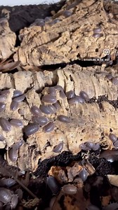 A large and popular isopod species - Giant Canyon Isopods | Vivariums In The Mist