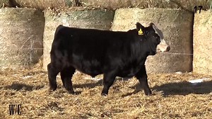Lot 17: Werning Cattle Company - 45th Annual Simmental Bull & Female Sale