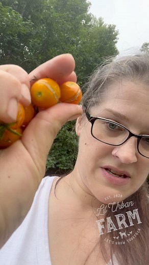 16 reactions | Have you wondered what causes tomatoes to crack? You may have noticed that it happens ESPECIALLY after it rains… here’s why. #tomatoes #garden #gardening #gardentips #gardeningtips #gardentok | Lil Urban Farm | Facebook