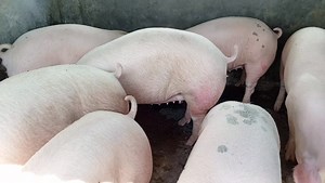 Serviced gilts for sale....imported genetics from Danbred South Africa under the Zimbabwe Agricultural Growth Programme - ZAGP Location: Goromonzi near Majuru shops Price: US$450 each. Call or Whatsapp: 263 71 502 9795 if interested. Limited stock available!! | ChiwaChi Piggery