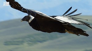 Kondor mává křídly jen při vzletu, přesto uletí i 300 km za den. Ptačí svět můžete zkoumat tady → bit.ly/ptačí_svět | Prima ZOOM