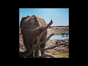 Elephant farting Compilation