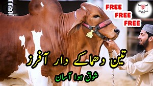 BUMPER OFFER by BHOLU CATTLE FARM | Premium Cattle Collection for Bakra Eid 2023 | Cattle Market Karachi Contact Faisal Bhai for Details: 03082169056 Bholu Cattle Farm Location: https://maps.app.goo.gl/Kgmjg3fD50w1n... | Cattle Market Karachi