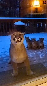 Mountain Lion Slams Into Cabin Glass as Three Cubs Watch From Porch PINE RIDGE, COLORADO — A routine evening at a remote mountain cabin turned into a chilling wildlife encounter when a female mountain lion repeatedly charged a sliding glass door while her three young cubs lingered just behind her on the porch, according to dramatic footage now circulating online. The incident occurred shortly after sunset at a privately owned cabin surrounded by dense pine forest. Security video shows the adult