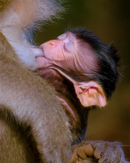 Cute.. Most lovely little baby monkey so cute enjoy drink more milk | Monkey Jane Family