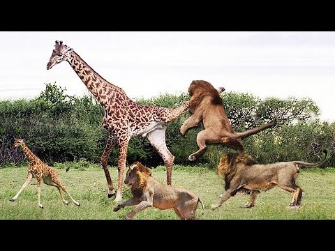 Lion Attack Giraffe National Geographic