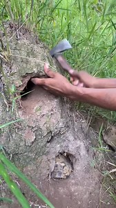 248K views · 1K reactions | Parrot lmake the nest in the hole termite mound !!! . . . #tree #birdnest #birdsbeauty #nature #parrot #birds #wildlife #pet #reelsfbシ #fbpost2024 #reelsvideoシ #birdlife #parrotlife #parotlive #feedparrot #birdlife #birdsofinstagram | Peaches Bell | Facebook