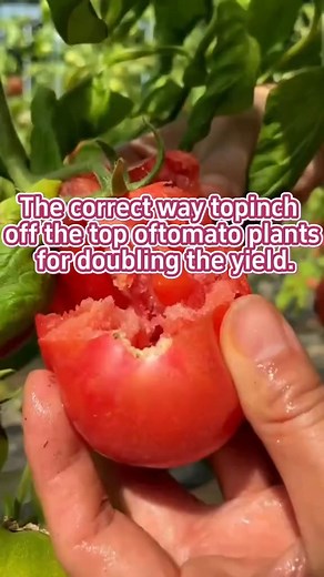 To make a homemade compost jar for your household. #garden #gardening #gardentok #gardentips #gardening101 #gardeninghacks #gardeningtips #plant #plants #planting #plantlover #planttips | Agriculture 9.7