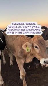 Did you know that cows come in many different breeds? 🐄 Let's meet some of the stars of the dairy world! 🐮 Holsteins: Known for their distinctive black and white markings, Holsteins are the most common dairy cow breed in the United States. They produce large quantities of milk, making them essential for dairy farming. 🐄 Jerseys: These adorable cows are known for their big, soulful eyes and their beautiful light brown coat. Jerseys may be small in size, but they pack a punch when it comes to m