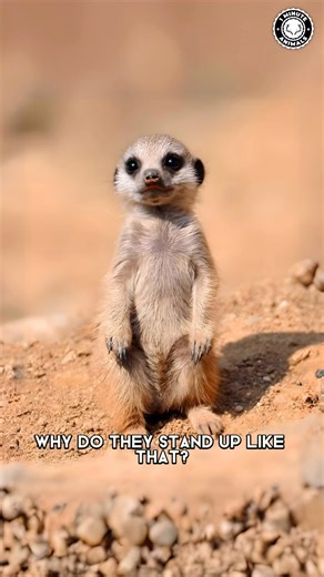 Meerkat 🌿 Why Do They Stand Like This? #meerkat #meerkats #meerkatfacts #cuteanimals #meerkatvideo #wildanimals #meerkatlove #babymeerkat #meerkatsofinstagram #wildmeerkats | 1 Minute Animals