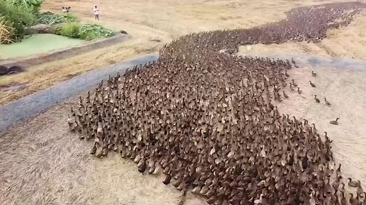 Bringing in ducks to eat insects after a rice harvest long been a tradition in Nakhon Pathom and other parts of Thailand.