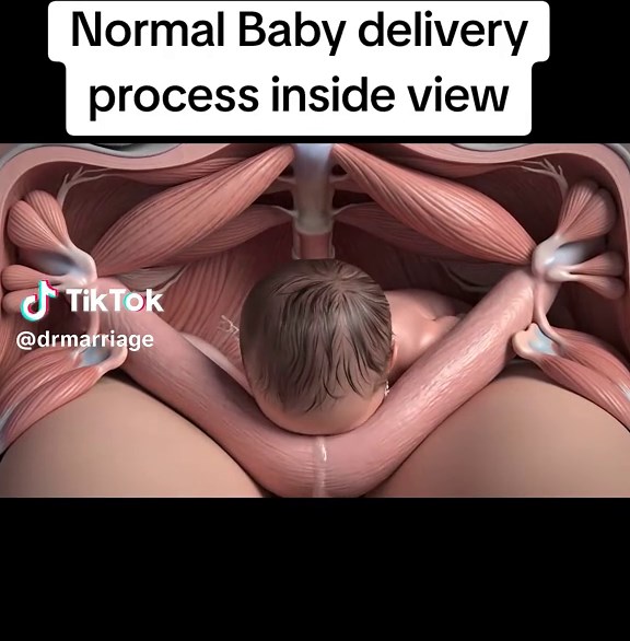 Normal Baby delivery process insideview#process #human #anatomy #foryoupage #delivery