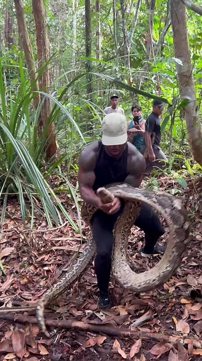 How long do you think this python is ? #fyp #animals #nature follow my YT channel for full video