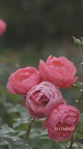 4.1K views · 344 reactions | "Poetry is the art of revealing precious truth with words." - Benedict Bridgerton Our late summer gardens are lush with blooms and pollinators alike. Discover more: https://bit.ly/3OtYfcK | Biltmore | Facebook