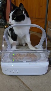 Oscar se prend pour le roi du monde avec sa gamelle électronique 😅🤩😍. #chatfier #chathandicapé #chatheureux #chatquimange #bonheur | Association L'ArbraChats