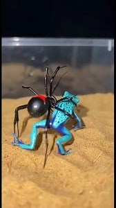 This is an experimental video, what happened when a black widow spider made contact with a bright blue poison frog inside a sandy enclosure. The spider moved with calculated precision, climbing over the frog and securing its position before delivering a venomous bite. The frog reacted instantly, body tensing as survival instincts kicked in, but the spider maintained control with patience and timing. In moments like this, the encounter becomes a test of venom versus resilience, where even the mos