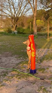Deer Does Battle With Wacky Inflatable Tube Man | Animal Lovers