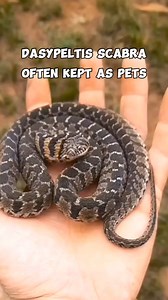 Dasypeltis Scabra, often kept as pets. #snakes #pets #animals | DabarkadzTv