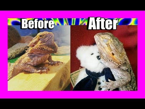How to Comfort Your Bearded Dragon