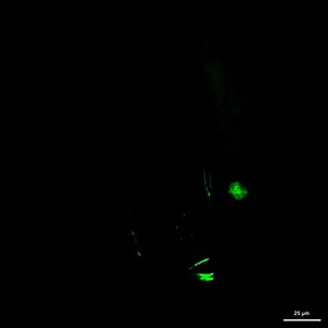 File:Serotonin-immunoreactive-neurons-in-the-ventral-nerve-cord-of-Remipedia-(Crustacea)-support-for-a-1471-2148-13-119-S4.ogv - Wikimedia Commons