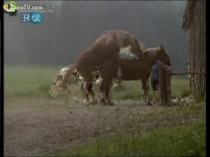 Accouplement de chevaux dans cette scène amateur zoo