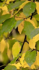 Explore Nature Now EDUCATIONAL Nature Documentary Forest Wonders Mountain #explorenaturenow