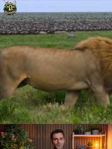 39K views · 714 reactions | Lion hunting a wildebeest cub | Jungle Key Baatay | Facebook