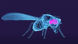 139,000 neurons of adult fruit fly brain mapped for the first time