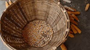 Retirer les grains jaunes de maïs : vidéo de stock (100 % libre de droit) 1109852705 | Shutterstock