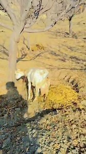 24K views · 347 reactions | #SOLD_OUT Milking goat  2nd lactation with 10days male female Pregnant milk 2ltr Location budgam khansahib #imported #america #outdoors #floorplan #BOOMchallenge #midwest #destacar #reelsfacebook | Land of Kashmir | Facebook