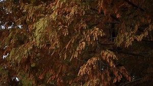 Little Breeze Hitting Dawn Redwood Tree Stock Footage Video (100% Royalty-free) 3966350623 | Shutterstock
