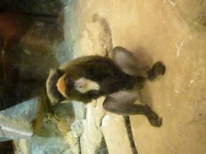Monkey Masturbation