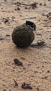 This Dung Beetle has a Massive Dung Ball #reel #safari #animals #wildlife #nature | Latest Wildlife Sightings