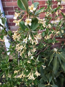 How to Propagate Sweet Scarlet Goumi Elaeagnus multiflora