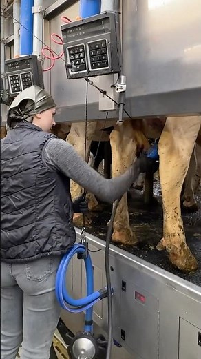 🐄✨ Full Milking Routine: From Cleaning the Udder to Using Milking Machines Like Pros