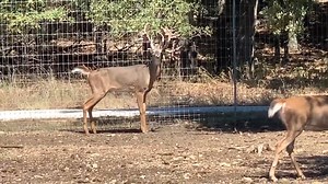 45K views · 1.5K reactions | Giant Deer Antlers Week 20 Mighty Fine...