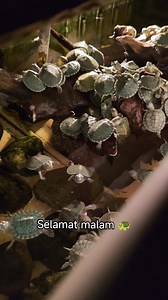 Ada yang tidur ada yang ronda #turtle | Eza Turtle