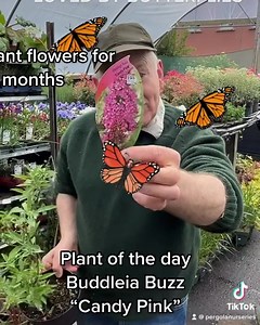 24 reactions | Plant of the day Buddleia “Buzz Candy Pink” a hardy fragrant dwarf butterfly bush . Flowers from June until October. Good in pots or beds . Planting time is from now, available in webshop,https://pergolanurseries.ecwid.com ALL IRELAND DELIVERY  32 Counties Pergola Nurseries Garden Corner, Virginia,Co Cavan A gardeners oasis of quality plants Open Tuesday to Saturday 10.30-5.30 Open Sundays 2-6 | Pergola Nurseries Garden Corner | Facebook