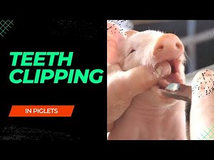 Teeth clipping in piglets.