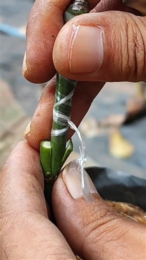 7.6K views · 77 reactions | Mango grafting & feeding seedlings EP45 #innesto #graftingtechniques | GraftingPlants | Facebook