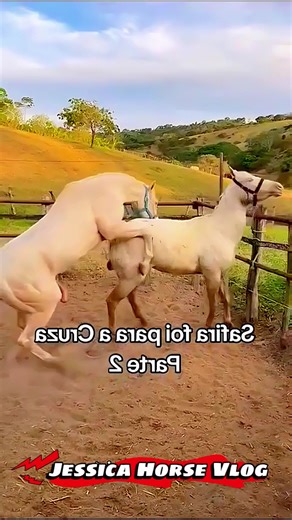 Exploring White Horse Breeding Techniques and Events