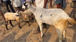 Only ₹ 3000,start. Goat & sheep's market  Part 18 | Lks Chanal | Facebook