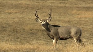 Mule Deer Buck Male Adult Standing: стоковое видео (без лицензионных платежей), 1057693984 | Shutterstock