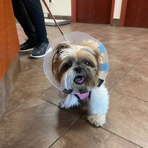 Tales of the Tails by Phoebe. | Phoebe Unleashed