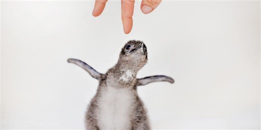 Aquarium welcomes 5 Little Blue Penguins to its habitat