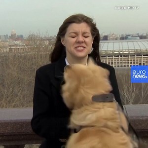 2K views · 18 reactions | Një edicion lajmesh në Moskë është kthyer në një ngjarje komike kur gazetares së televizionit i është rrëmbyer mikrofoni nga një qen në një lidhje të drejtpërdrejtë. | Euronews Albania | Facebook